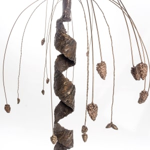 Renaissance (Pinus strobus) by John Hallett 