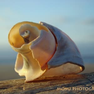 Shell Sculpture - 2