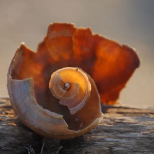 Shell Spirals 3