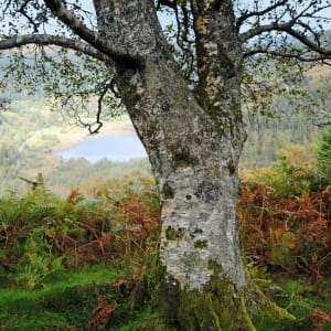 Fairy Tree by Mary O'Malley-Joyce, Image 1.