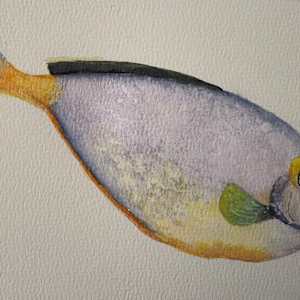 Orangespine Unicornfish by Mary O'Malley-Joyce