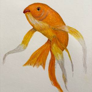 Fancy Goldfish by Mary O'Malley-Joyce