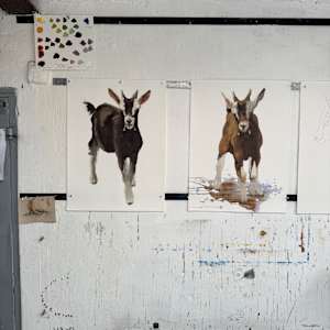 Toggenburg kid by Philine van der Vegte 