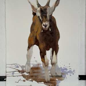 Toggenburg kid by Philine van der Vegte 