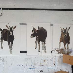 Young goat, standing by Philine van der Vegte 