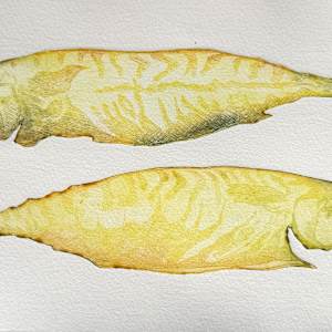 Twee makrelen by Philine van der Vegte 