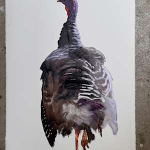 Weathered feathers by Philine van der Vegte 