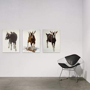 Young goat, standing by Philine van der Vegte 