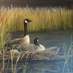 Camouflage - Bernaches du Canada by Manon Bédard