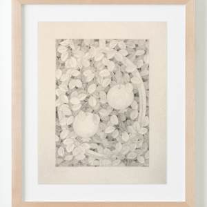 Untitled (framed pomegranates) by Lucía Rodríguez Pérez 