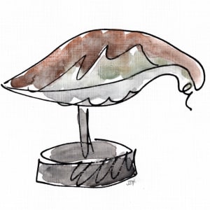 Shorebird | framed print by JJ Hogan 