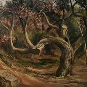 "Old Cut Tree" named by CLL by Fred Shane, Image 1.