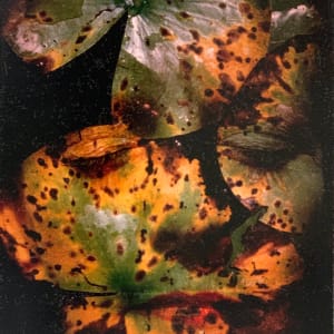 Shill by Susan Sensemann