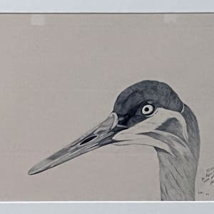 Sandhill Crane (Grus Canadensis) by William R. Stott Jr.