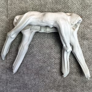 Abstract animal by Mary Bowron