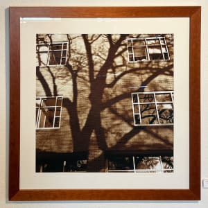 Tree Shadows on Todd Wehr by David Graham