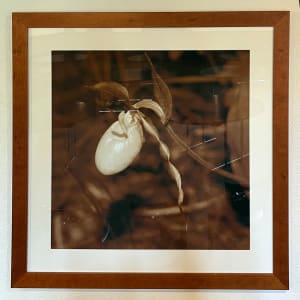 Lady Slipper (Cypripedium pubescens) by George "Skip" Wittler