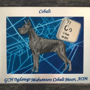 “Cobalt” GCH BgDawgs Midwinters Cobalt Moon, AOM by Creations Fine Art by Irena, Image 6.