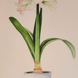 Pink Lily by Elizabeth Stathis