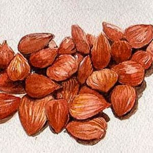 "Apricot Seeds" by Elizabeth Stathis 