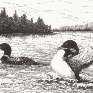 Loons on a Lake by Elizabeth Stathis 
