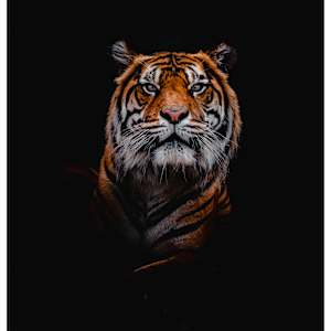 Silent Majesty by Aliasgar Sulemanji