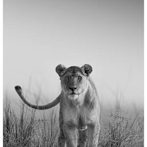Death Stare by Huzeifa Mohammedali Zakir  Image: Masai Mara Game Reserve