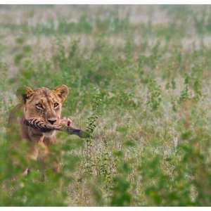 Zebra for Lunch by Murtaza Shk Kausarali Shakir