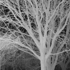 Ghost Trees by Lisa Drew