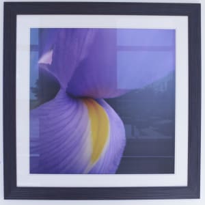 Siberian Iris by James Ballard