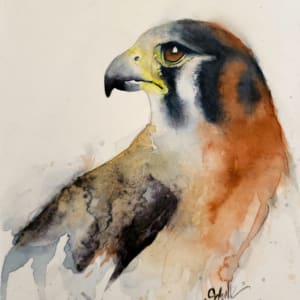 Kestrel Falcon by Sandra Schultz