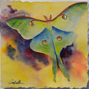 Luna Moth by Sandra Schultz