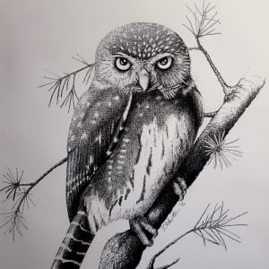 Northern Pygmy Owl by Sandra Schultz