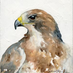 Sierra Raptor Series Swainson's Hawk by Sandra Schultz
