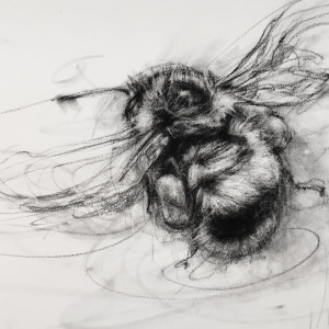 Orange-rumped Bumblebee (Bombus melanopygus) by April Coppini