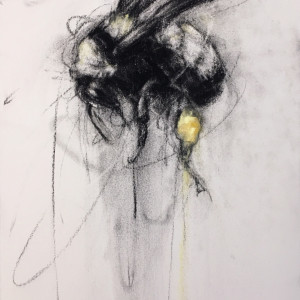 Sonoran Bumblee Flying Up (Bombus melanopygus) by April Coppini