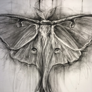 Luna Moth Study by April Coppini