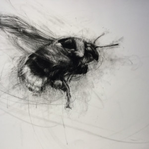 White-tailed Bumblebee (bombus lucorum) in Flight by April Coppini