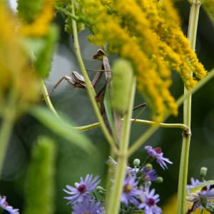 The Hundred-Yard Mantis by Patrick Gallagher Landes