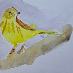 Yellow Warbler by Paul Shain 