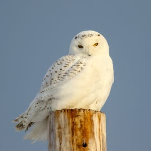 Snowy Owl by Don Polunci