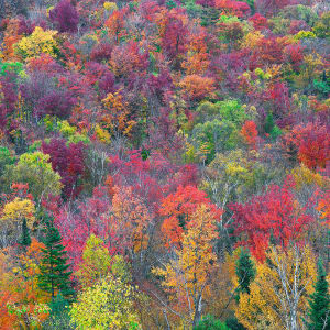 Foliage on Blue Mountain by Gary Larsen