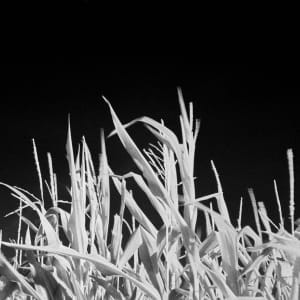 sweet corn by Marcel Kruse