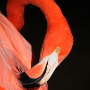 Pink Flamingo by Ron Magill