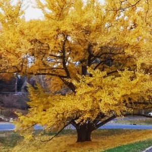 Autumnal Yellow Treet by Amy Ferrari  Image: Reference Photo
