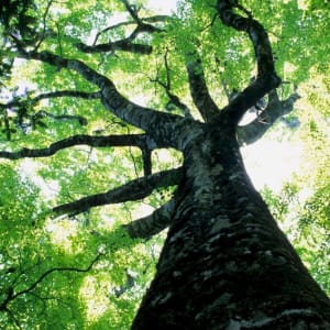 Upward Tree-Jectory by Amy Ferrari  Image: Reference Photo