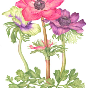 Anemones by Sally Jacobs