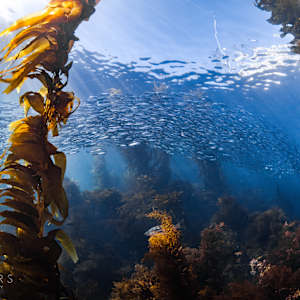 Life in the Kelp by Steven Lopez