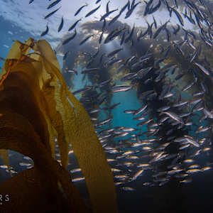 Bait ball in the kelp by Steven Lopez