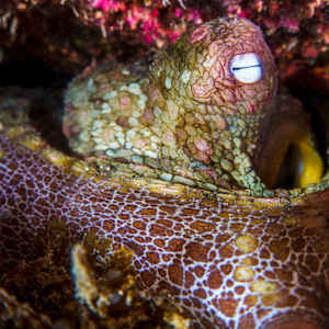 The Hidden Dreamer by Explorers Photography